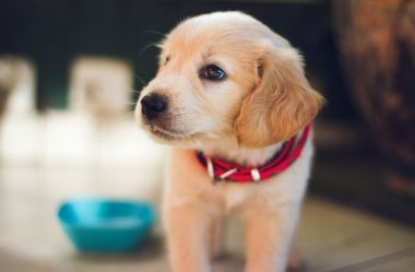 Aprendendo inglês no pet shop – dicas para o idioma quando o assunto é animais de estimação